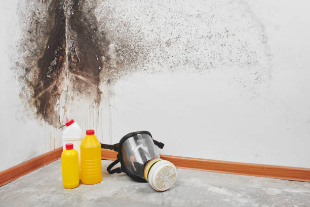Best Insurance-Related Mold Remediation in Berkley, MI
