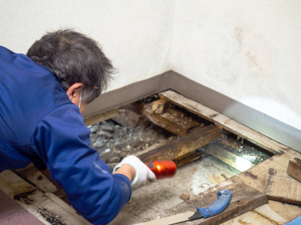 Best Industrial Mold Remediation in Berkley, MI