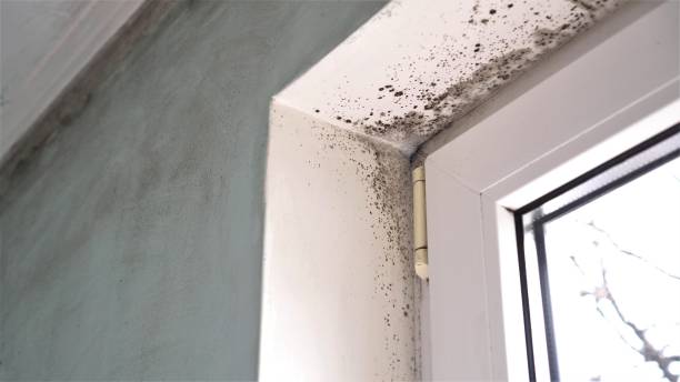 Best Localized Mold Remediation (e.g., coastal areas, humid climates) in Berkley, MI