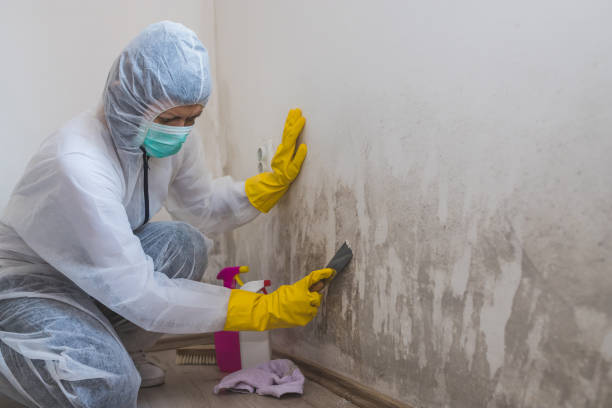 Best Residential Mold Remediation in Berkley, MI
