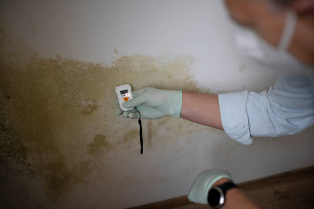 Best Mold Remediation for Schools in Berkley, MI