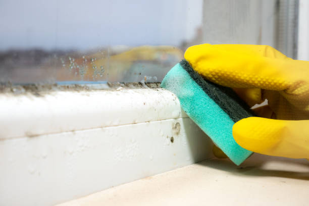 Best Commercial Mold Remediation in Berkley, MI