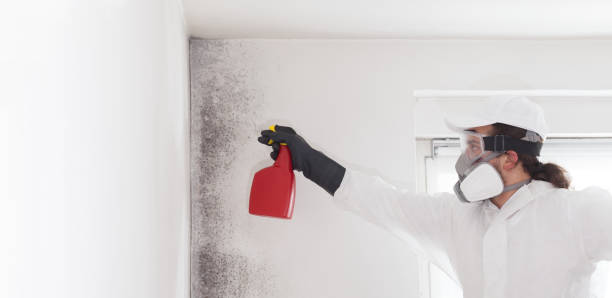 Best Black Mold Remediation in Berkley, MI