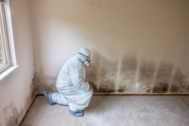 Best Mold Remediation for Specific Building Types in Berkley, MI