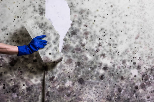 Best Kitchen Mold Remediation in Berkley, MI