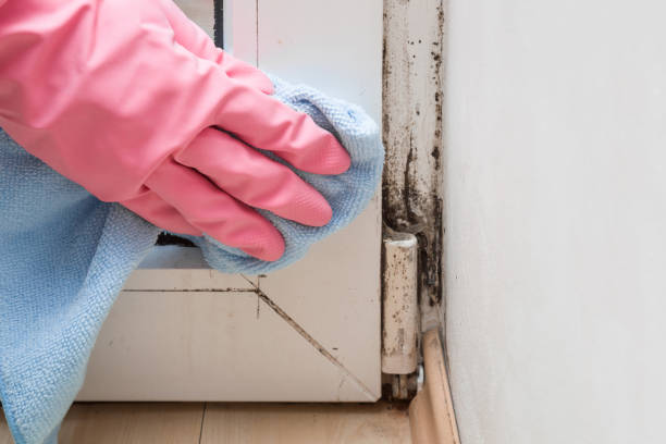 Best Industrial Mold Remediation in Berkley, MI
