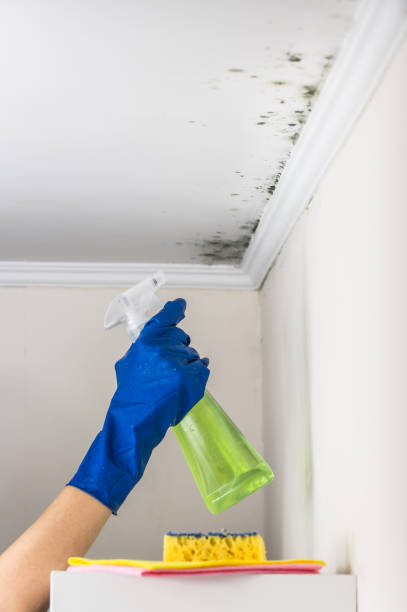 Berkley, MI Mold Remediation Company